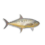 Saram Fish 1kg